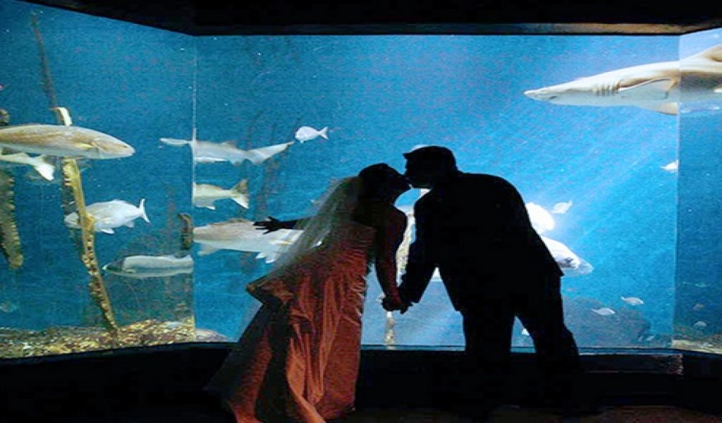 maritime-aquarium-weddings-norwalk-ct